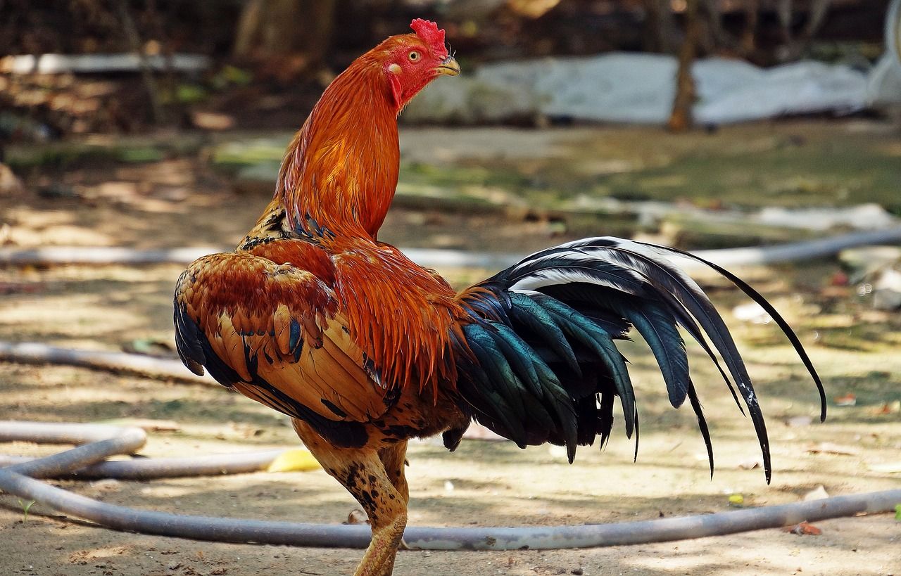 ayam bangkok
