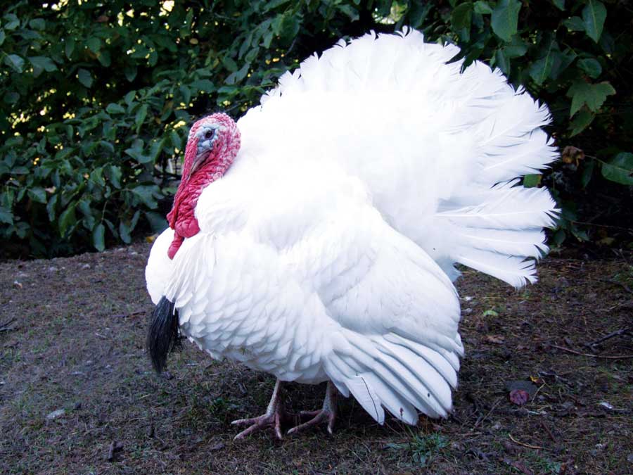 kalkun white holland