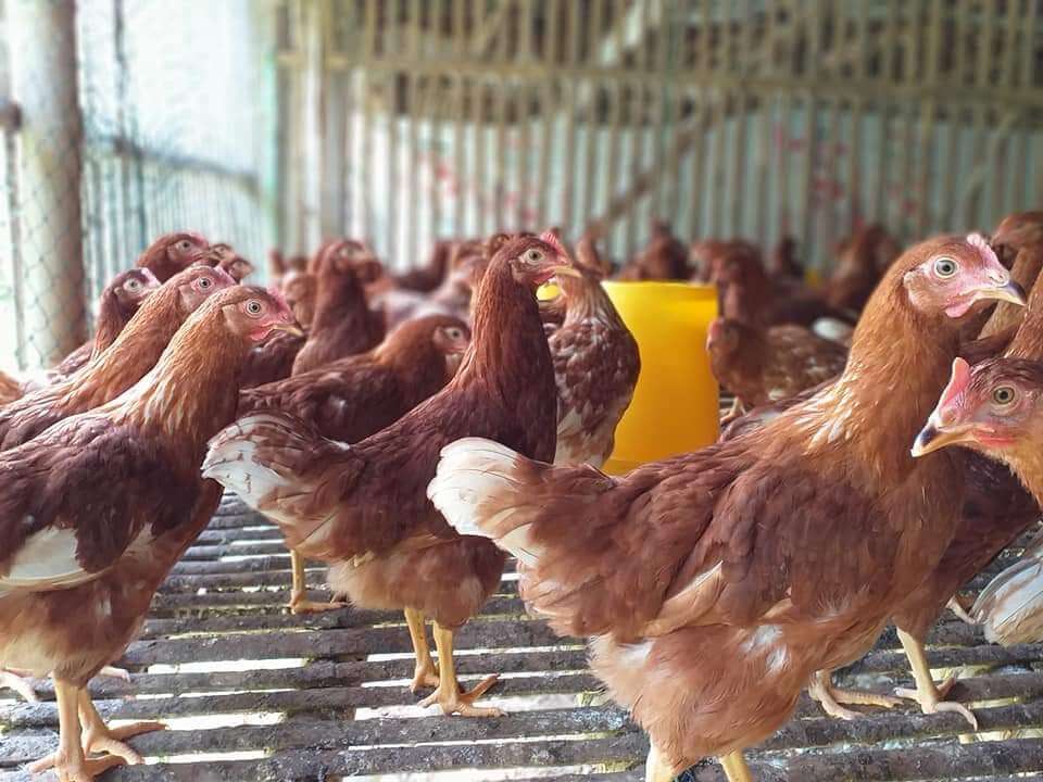 pullet