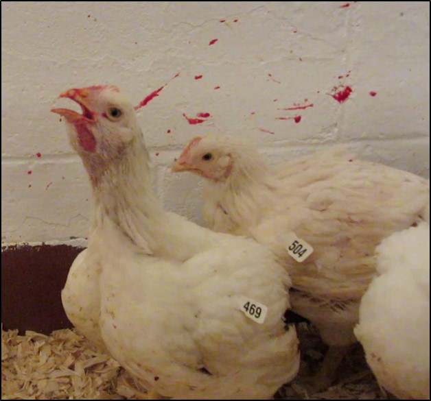ayam batuk berdarah (ILT) 