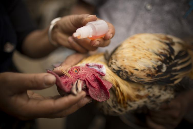 PENYAKIT TETELO PADA AYAM