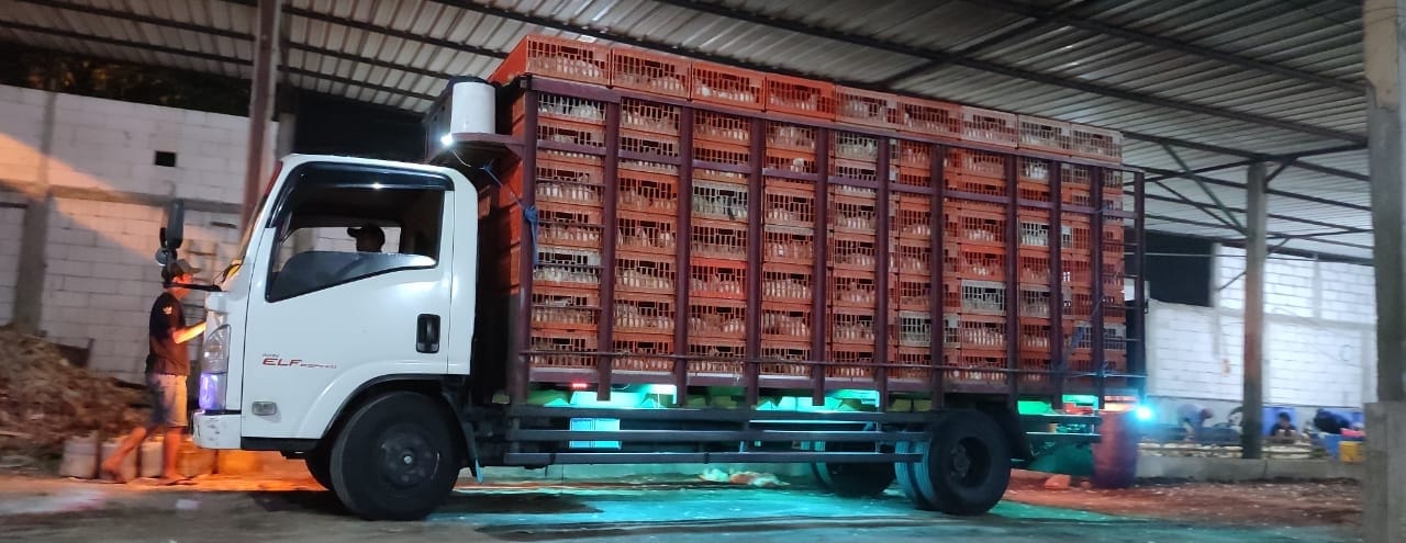 Transportasi panen ayam
