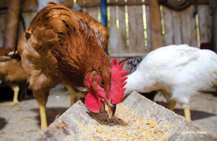 Ayam makan