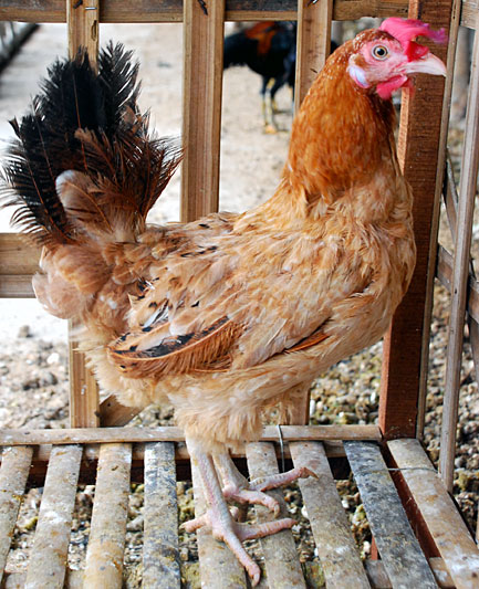 ayam elba