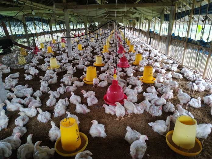 Peternakan ayam