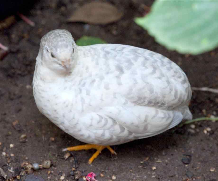 Puyuh Albino