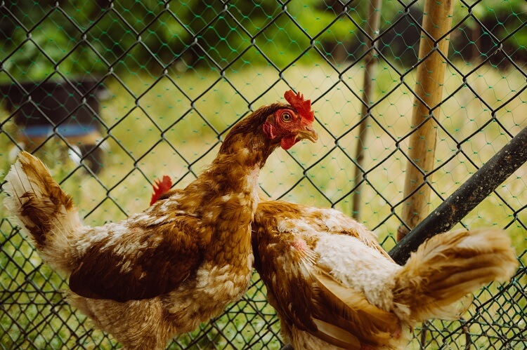 Rontok Bulu Pada Ayam