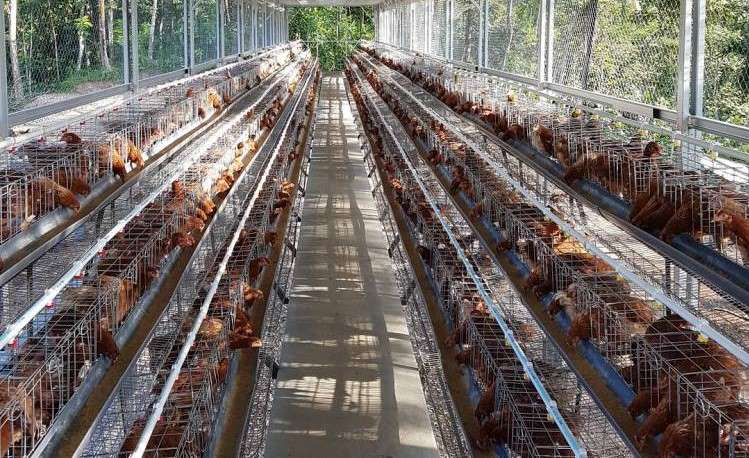 Kandang baterai ayam petelur