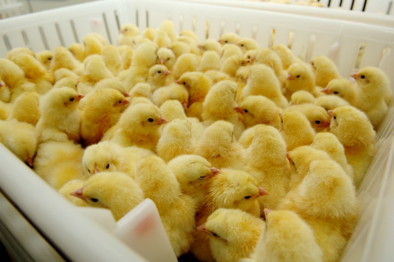 penyerapan sisa kuning telur pada anak ayam