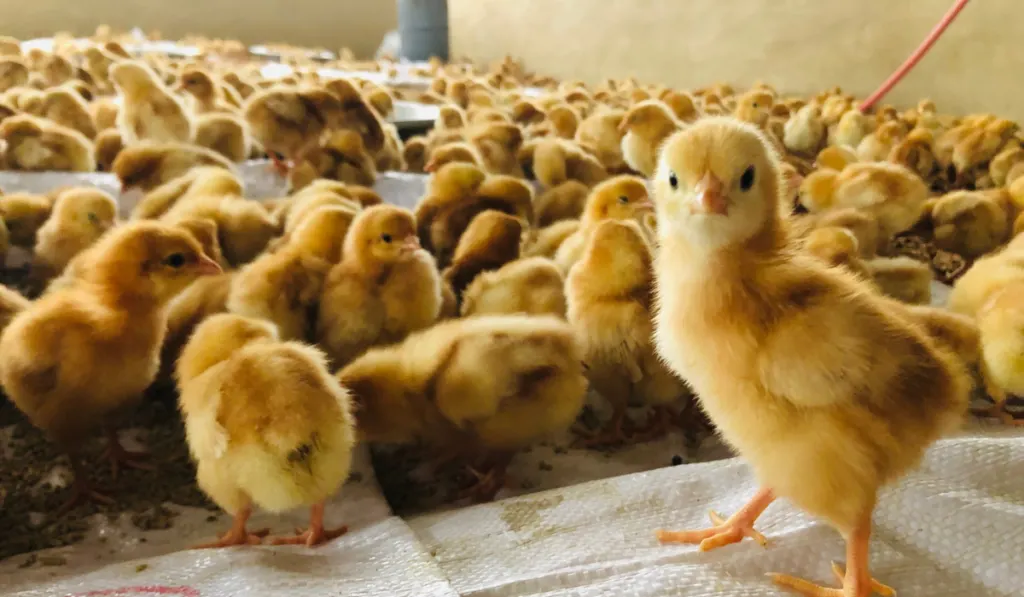 ANAK AYAM (DOC)