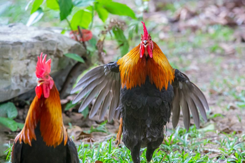 ayam jago