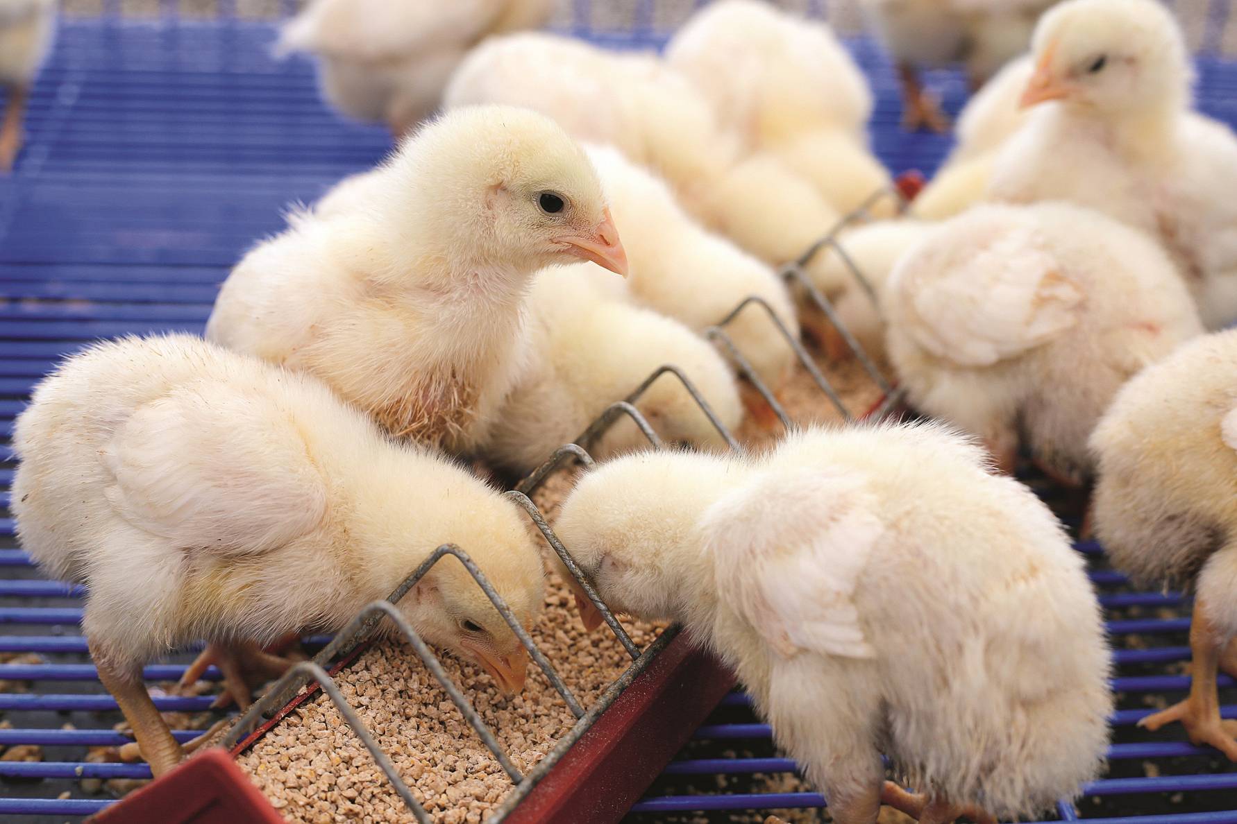 Ayam sedang makan