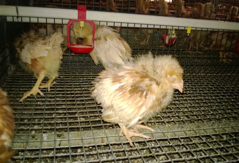 Gumboro Pada Ayam