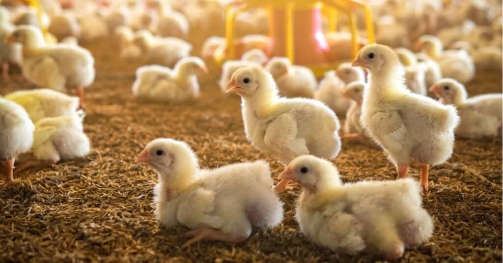 Kaki kering pada anak ayam