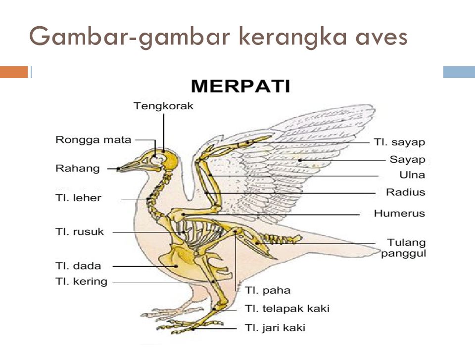 kerangka tubuh merpati
