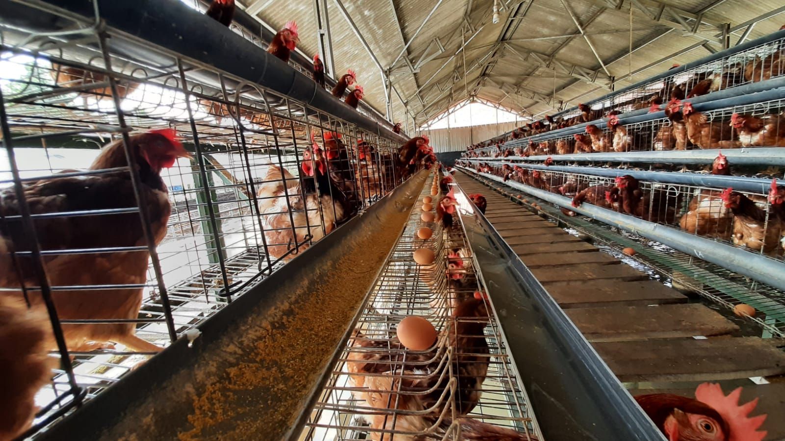Puncak produksi telur ayam