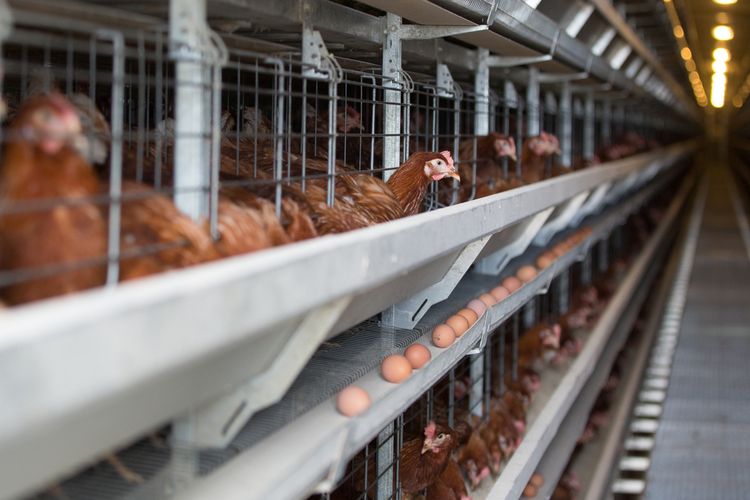 telur ayam kecil, kenapa ?