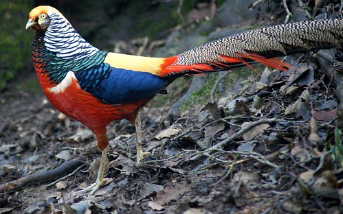 Red Pheasant / Red Lady Pheasant