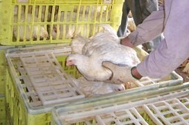 Cara memegang ayam