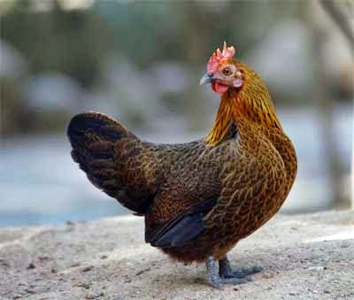 Ayam Arab 