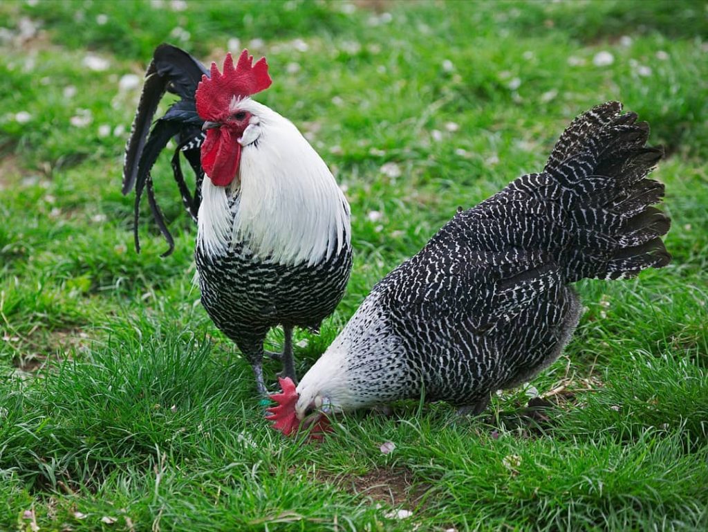 ayam arab 