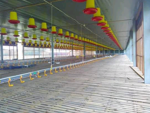 kosong kandang
