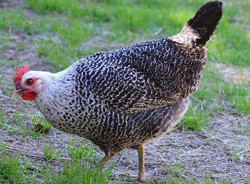 Ayam Arab Silver